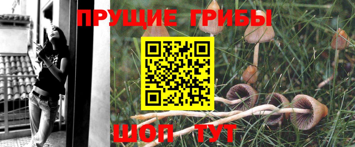 Галлюциногенные грибы мицелий Чернушка